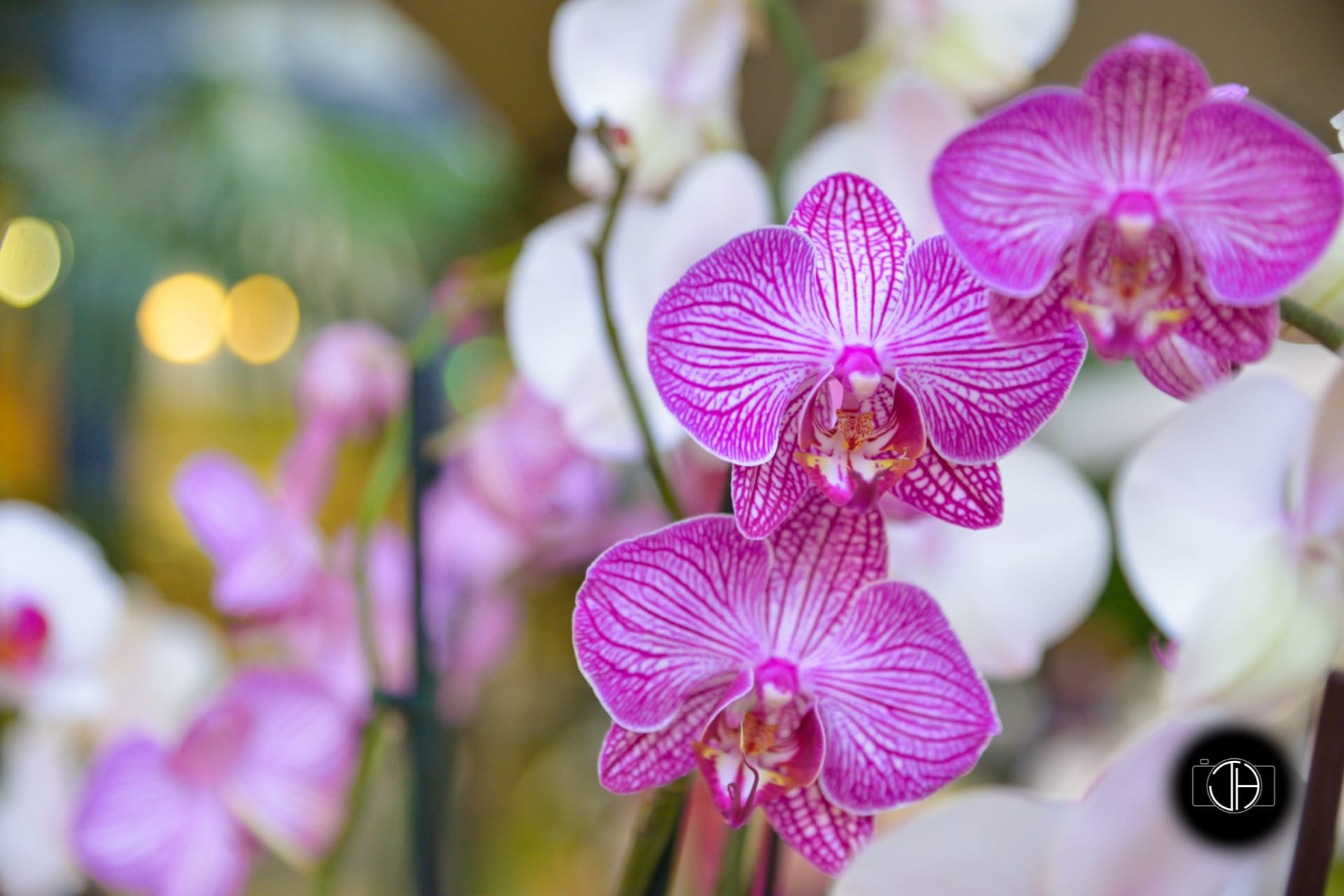 Orchidées, décoration de mariage