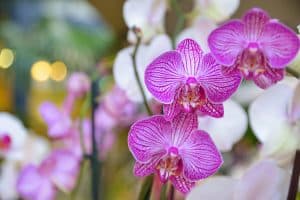 Orchidées, décoration de mariage